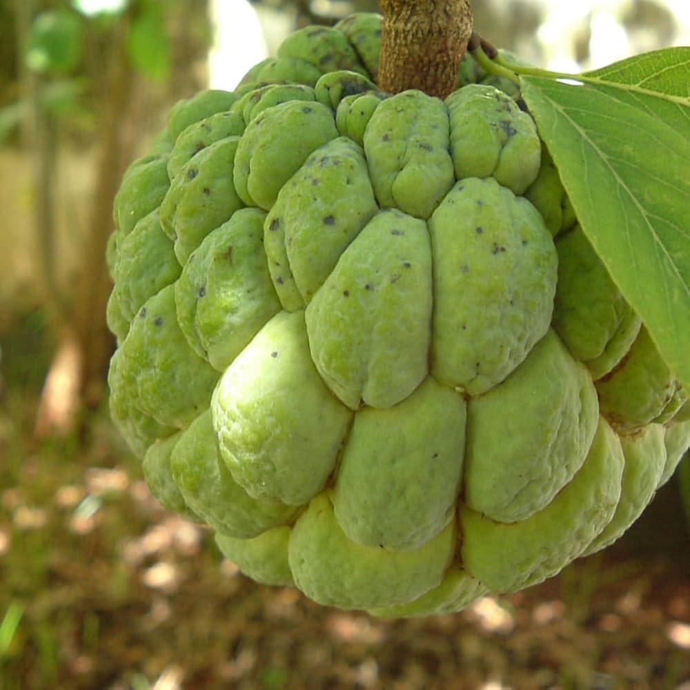 Sugar apple seeds (180 seeds) : Amazon.in: Garden & Outdoors
