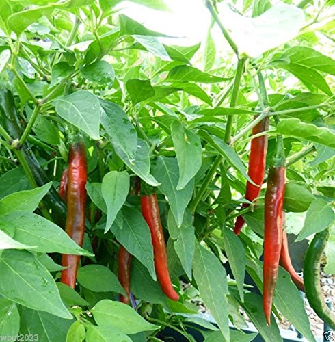 10 Semi Peperoncino"Goat Horn" (Capsicum annuum) un Hot Pepper popolare in Asia