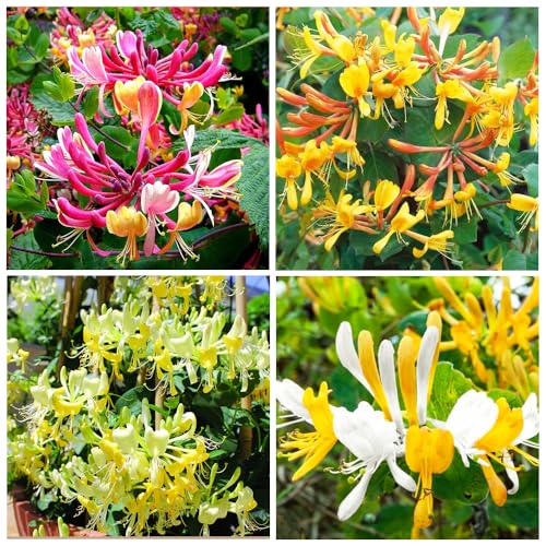 200+ Honeysuckle Flower Seeds for Planting...