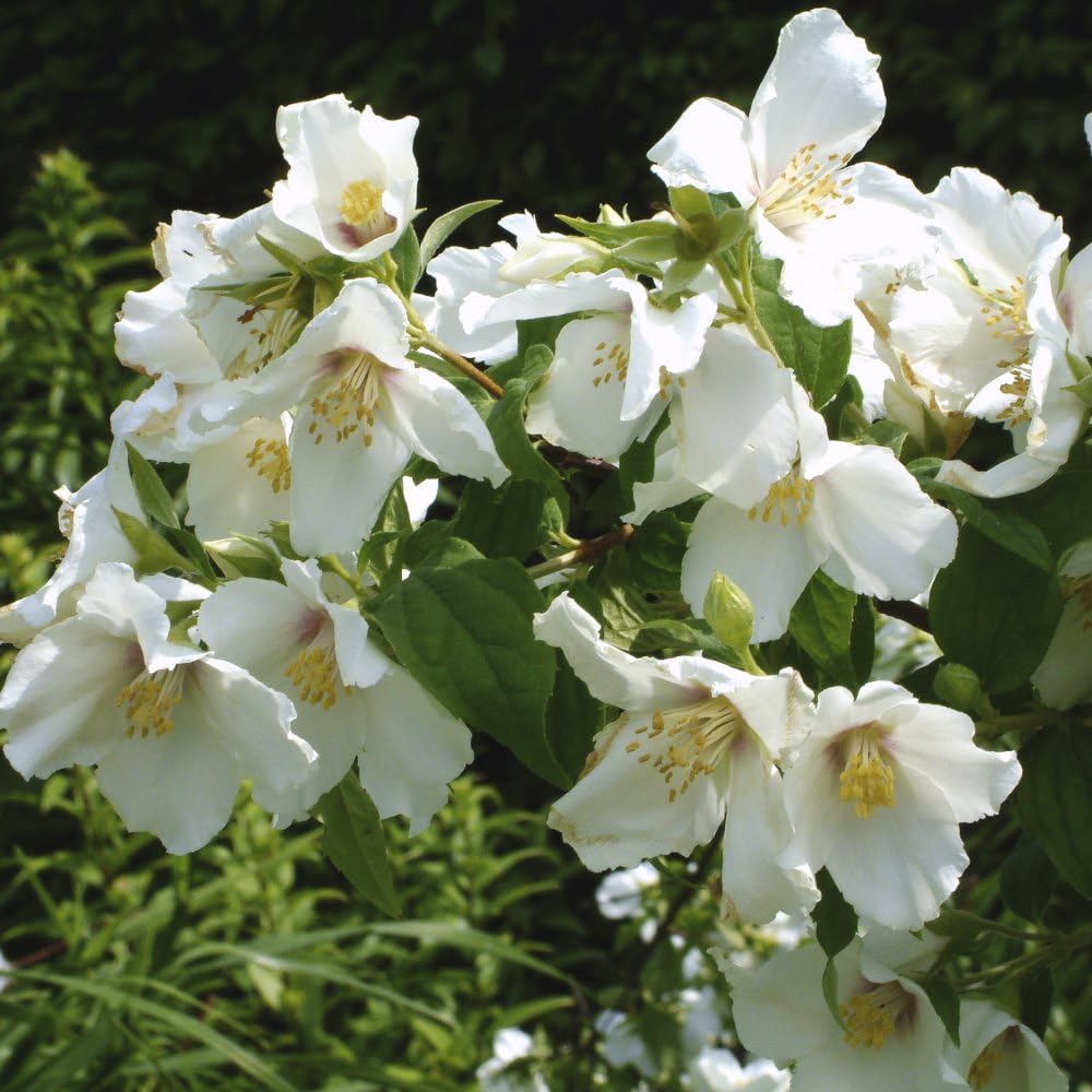 Philadelphus 'Belle Etoile' Fragrant Mock Orange Shrub with Lilac-Centered Blooms 3X 3.6 Litre Pots by Thompson and Morgan