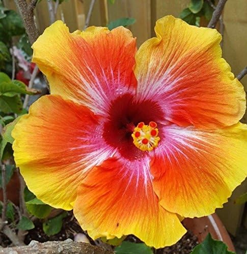 Exotic Hawaiian Sunset Hibiscus Live Plant 12 INCHES Tall OR More