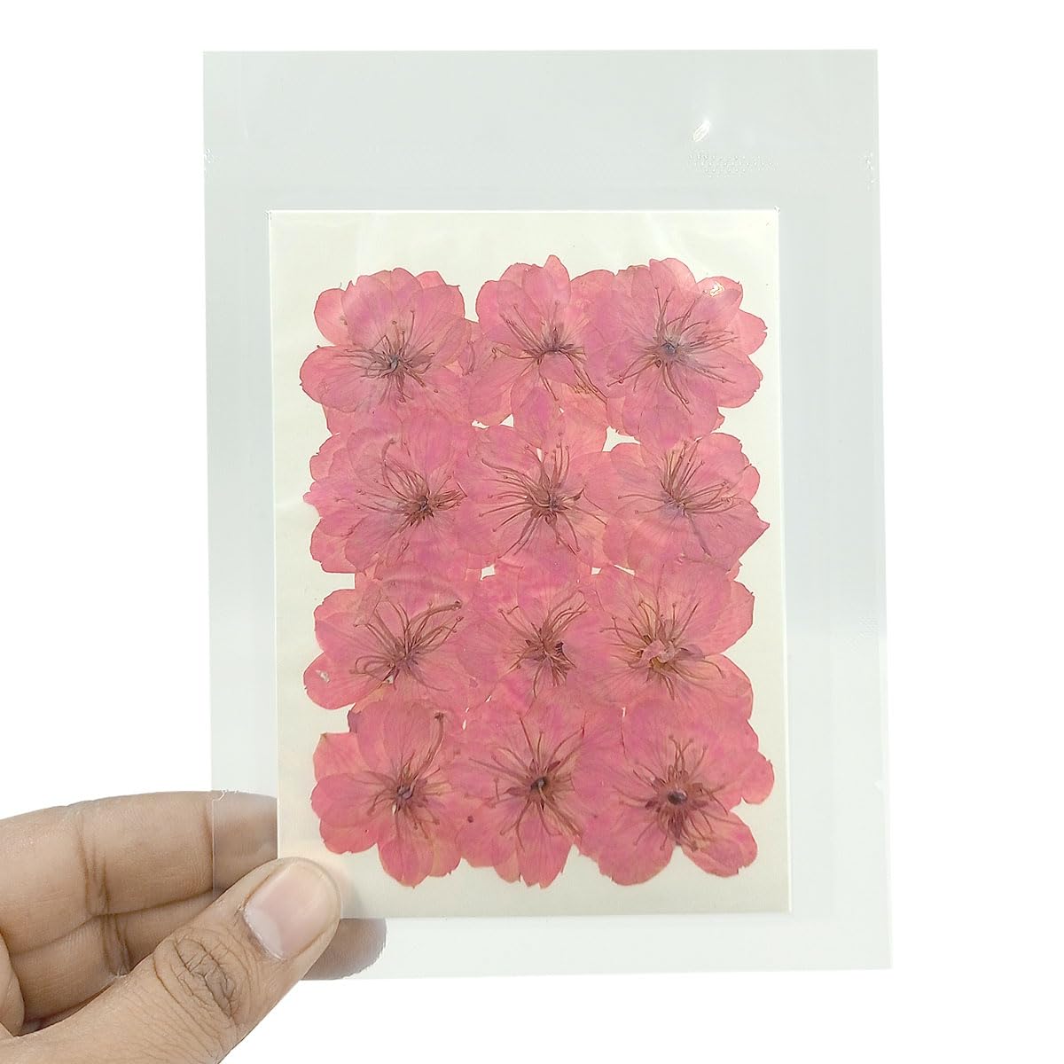 YellowCult Natural Real Dried & Pressed Flowers for Art Craft - Mixed, Multicolor for Soap, Candle, Scrapbooking, DIY, Resin Jewelry, Pendant - [Beautiful Cherry Flower-Blush Pink]-image-30