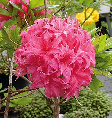 Rhododendron Hochstamm Die 15 besten Produkte im Vergleich