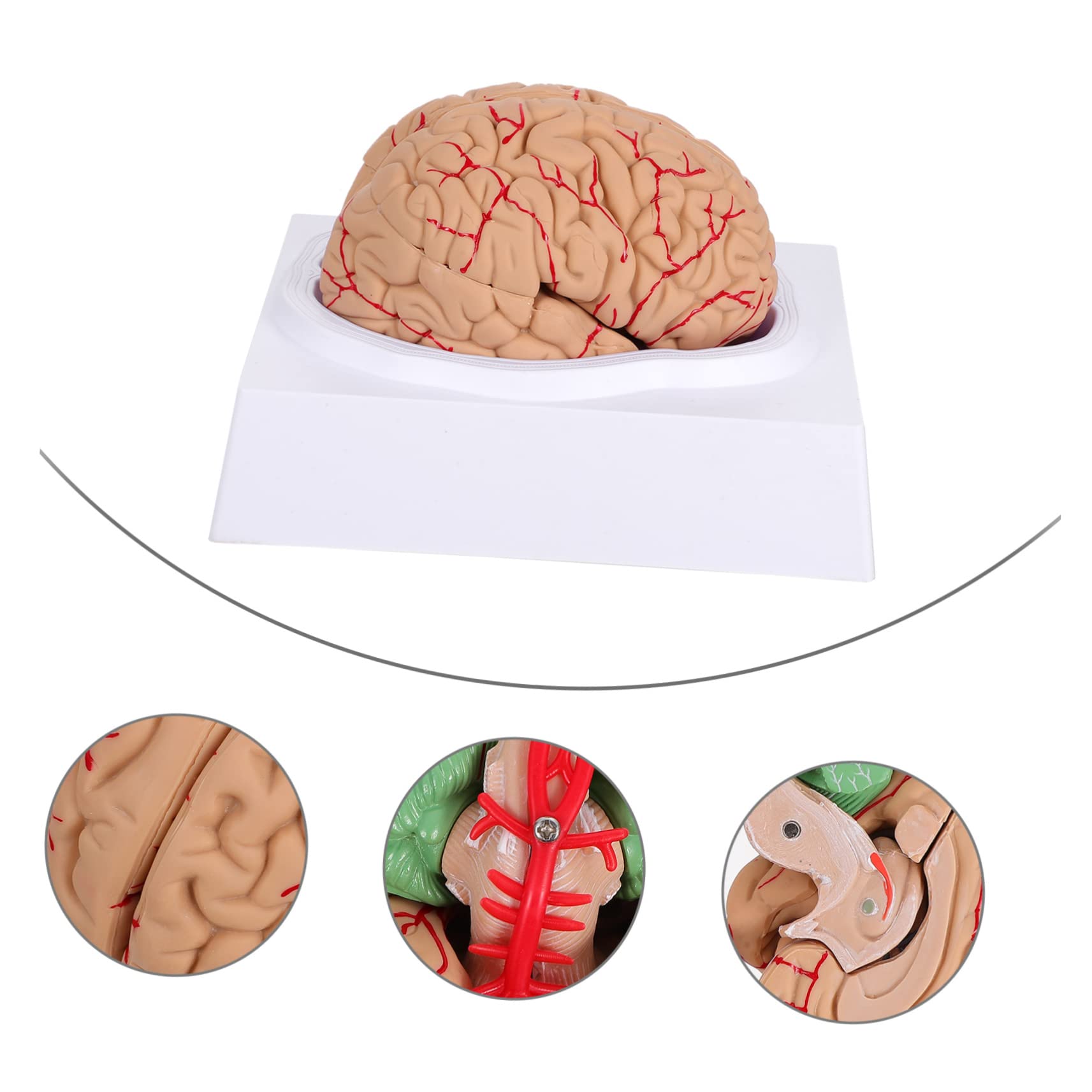 Cabilock 1pezzi Modello Anatomico del Cervello Umano Visualizzazione Scientifica Realizzato Materiali di Buona Qualità Adatto per Istruzione Prescolare e Studi Medici