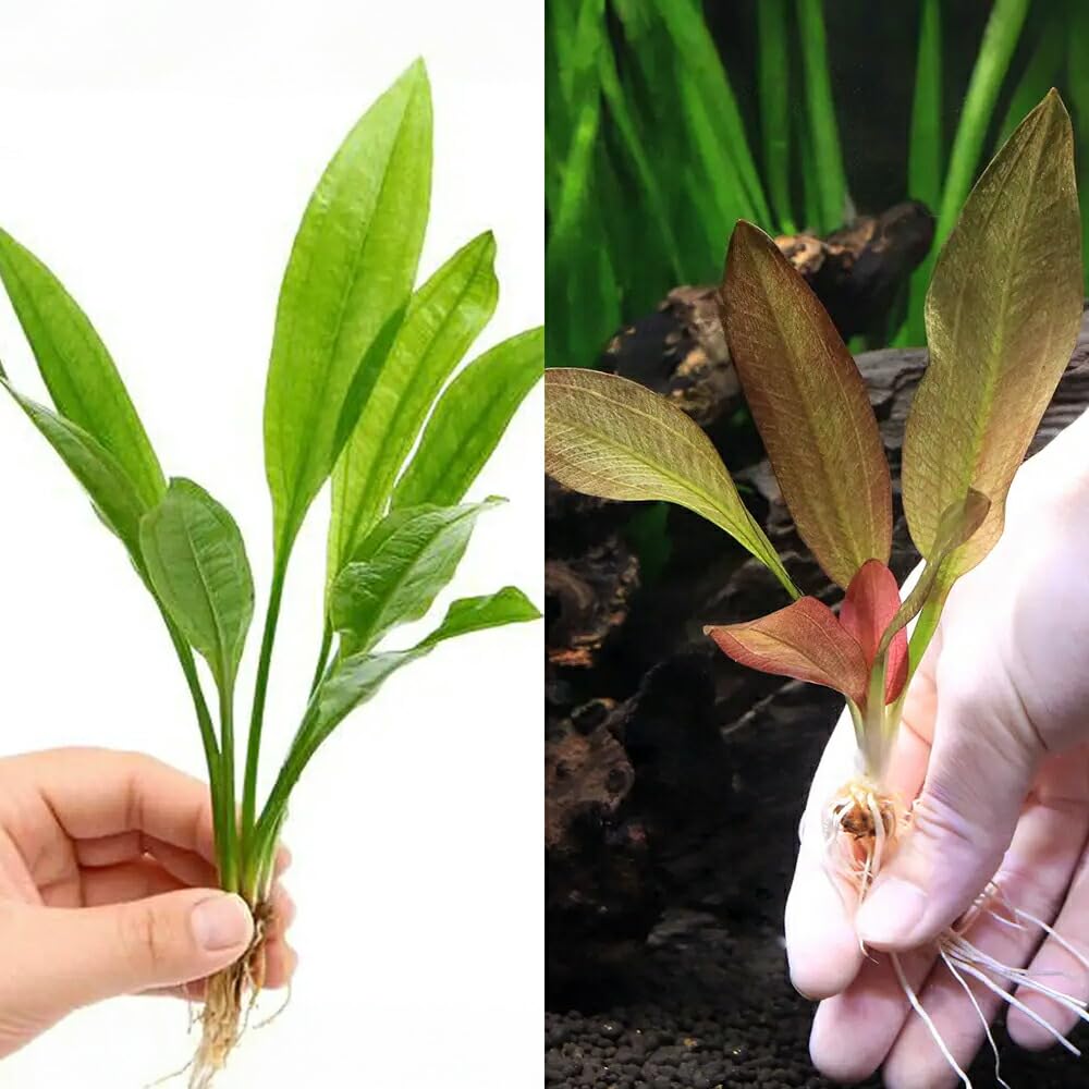 エキノドルス　水上葉　親株　6種類、限定1セットのみ！早いものがち！ エキノドルス 水上葉 親株 6種類、限定1セットのみ！早いものがち！