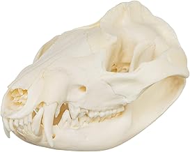 American Opossum Skull (Natural Bone Quality A)