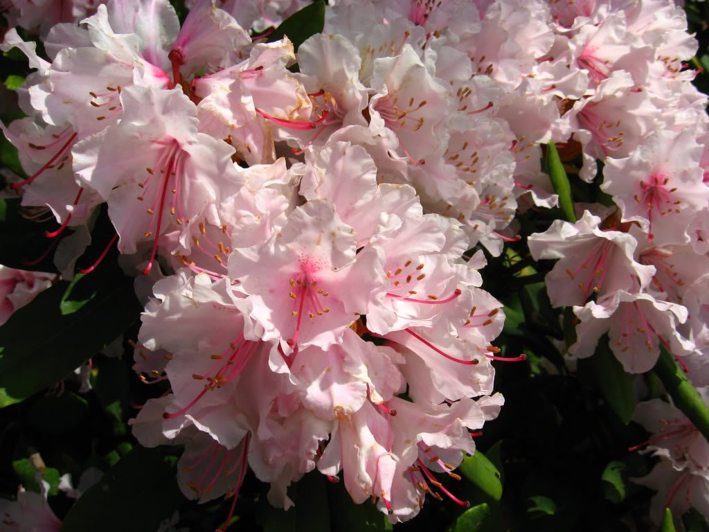 Amazon.com : 50 Pink Royal Azalea Rhododendron Schlippenbachii Bush Shrub  Flower Seeds : Flowering Plants : Patio, Lawn & Garden