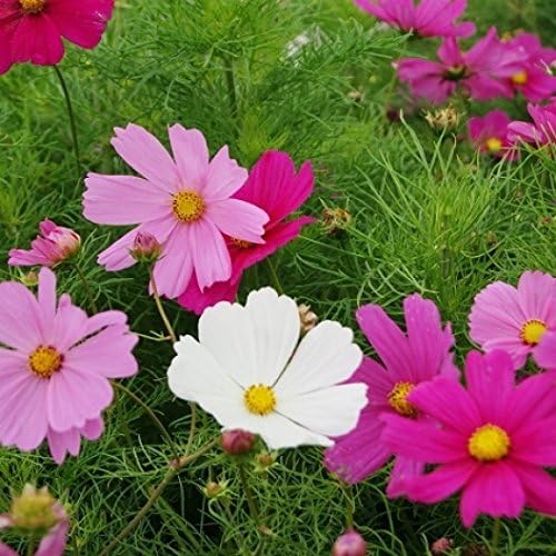 Non GMO Bulk Cosmos Seeds (Dwarf Early) - Sensation Mix Cosmos bipinnatus Dwarf (5 lbs)