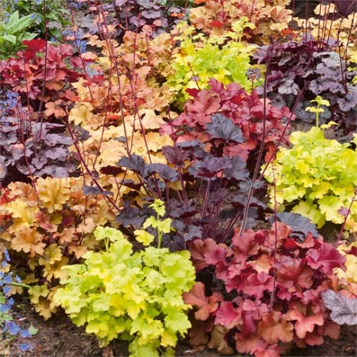 Mixed Heuchera Plugs