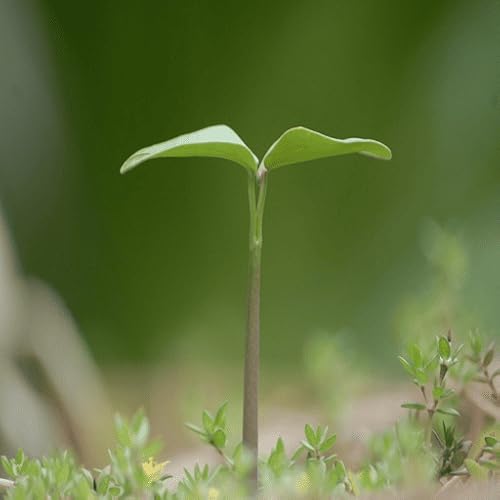 Plant Growth Sounds