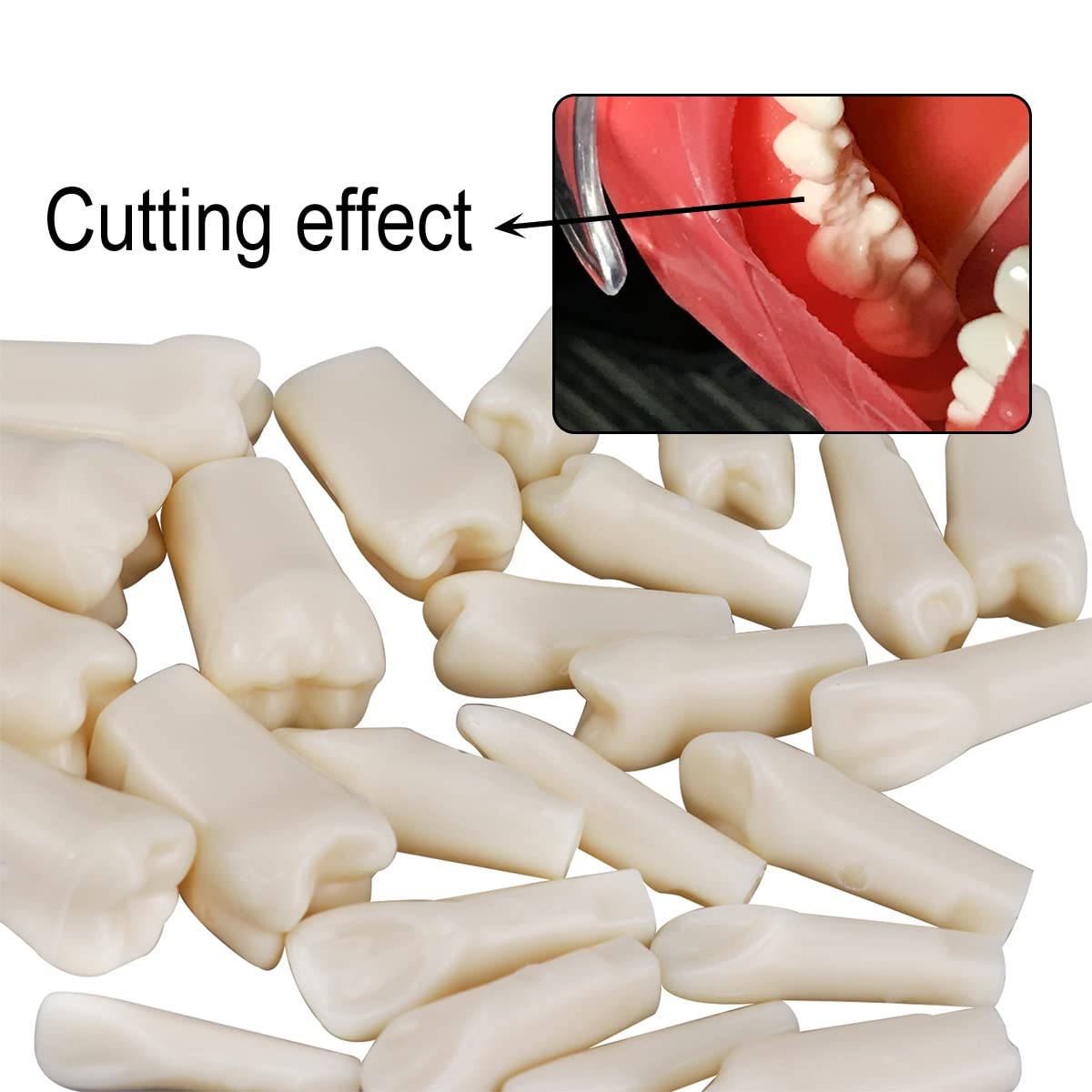 Simulador dental Maniquí Phantom Head Typodont Modelos con dientes extraíbles 28 piezas
