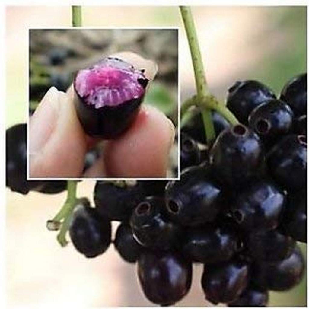 Creative Farmer Fruit Live Plant Dwarf Hybrid Naval Black Berry- Njaval Pazham Tree- Mini Bonsai Syzygium Cumini (Jambolan/Java Plum/Black Plum/Jamun) Plants For Garden (1 Live Fruit Plant) (B08Q8L1QLB) Amazon Price History, Amazon Price Tracker