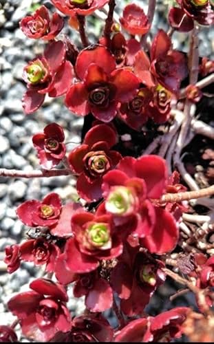 hSYubh 5Jbg Ȃ Jbgc A  񂹐A Z_ gt