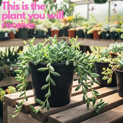 Miniatura 2 de String of Dolphins - Planta viva en maceta de 4 pulgadas  Suculenta arrastrada para exhibiciones colgantes  Cadena de plantas de delfines vivas para