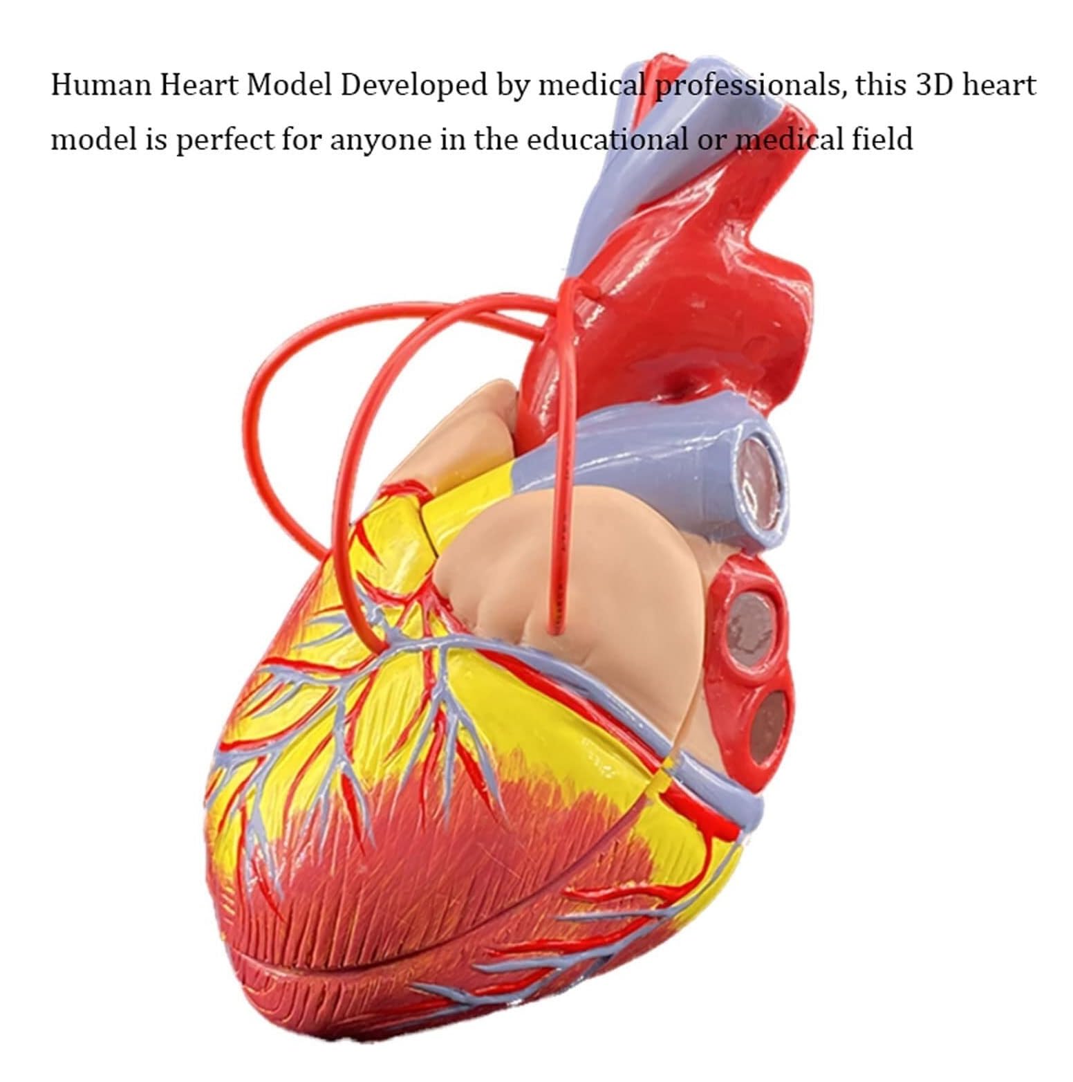 Herramienta De Enseñanza Modelo De Derivación Cardíaca Anatomía, Corazón Humano Con 2 Partes Desmontables Para Laboratorios Cardíacos, Enseñanza Médica Anatomía Médica