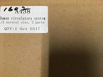 人体模型 全身血管モデル 1/2