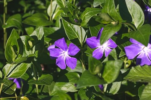 Miniatura 5 de 4 plantas de vinca, plantas de bígaro, planta menor de vinca viva en maceta de 4 inc, planta de vid de vinca, plántulas altas de 4 a 6 inc, plantas