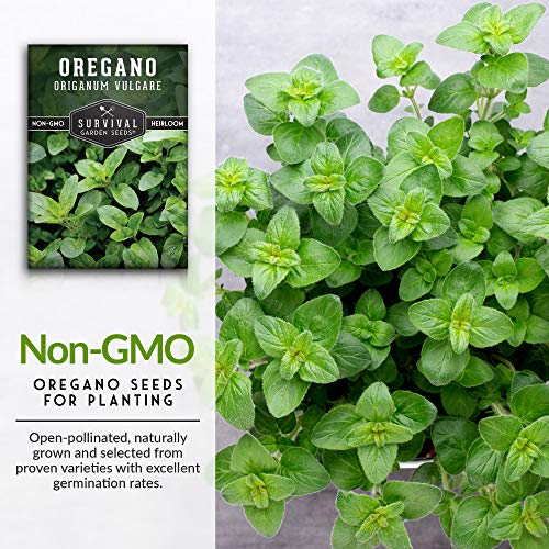 Oregano Seeds for Planting - Origanum Vulgare Culinary Herb for Italian Dishes - Grow Indoors or Outdoors for Fresh Flavor and Pollinators - Heirloom, Non-GMO - Survival Garden Seeds (1 Pack) - Image 3