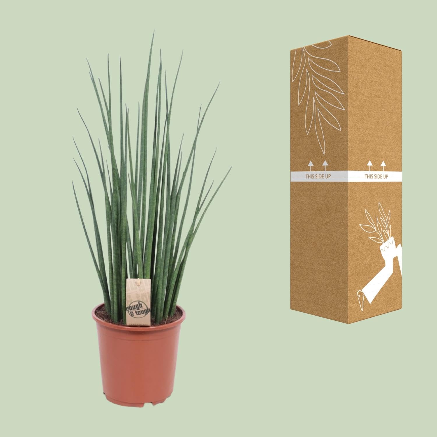 Sansevieria Mikado - 60-70cm - Ø19cm - Pianta d'appartamento - Sempreverde - Cactus e piante grasse