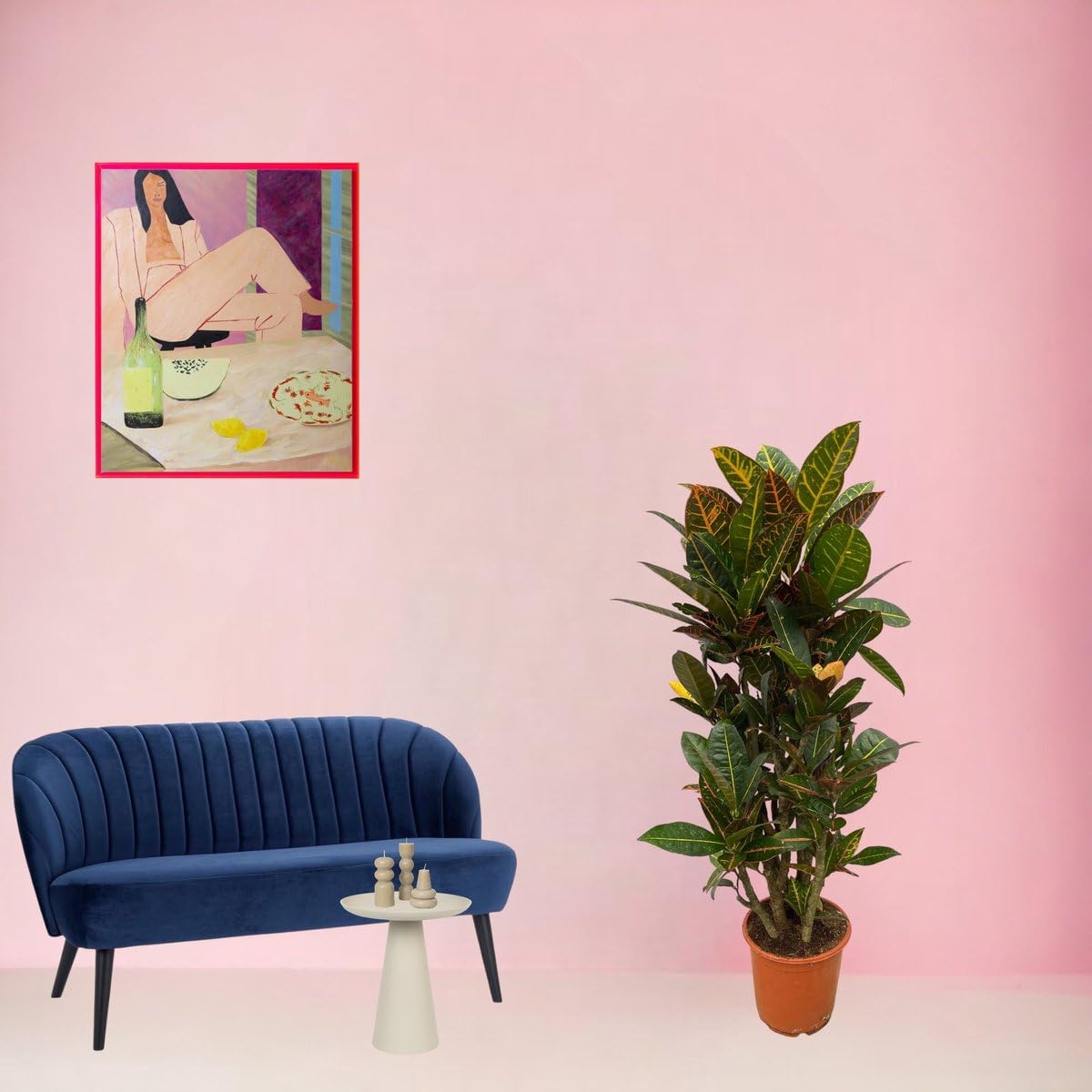 Trendyplants - Codiaeum Petra verzweigt - Croton - Zimmerpflanze - Höhe 90-110 cm - Topfgröße Ø21cm