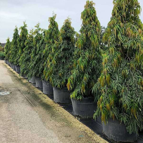Mphmi NCR Live Plants Ashoka Tree, Polyalthia longifolia - Plant (B0CDGJ3SF5) Amazon Price History, Amazon Price Tracker