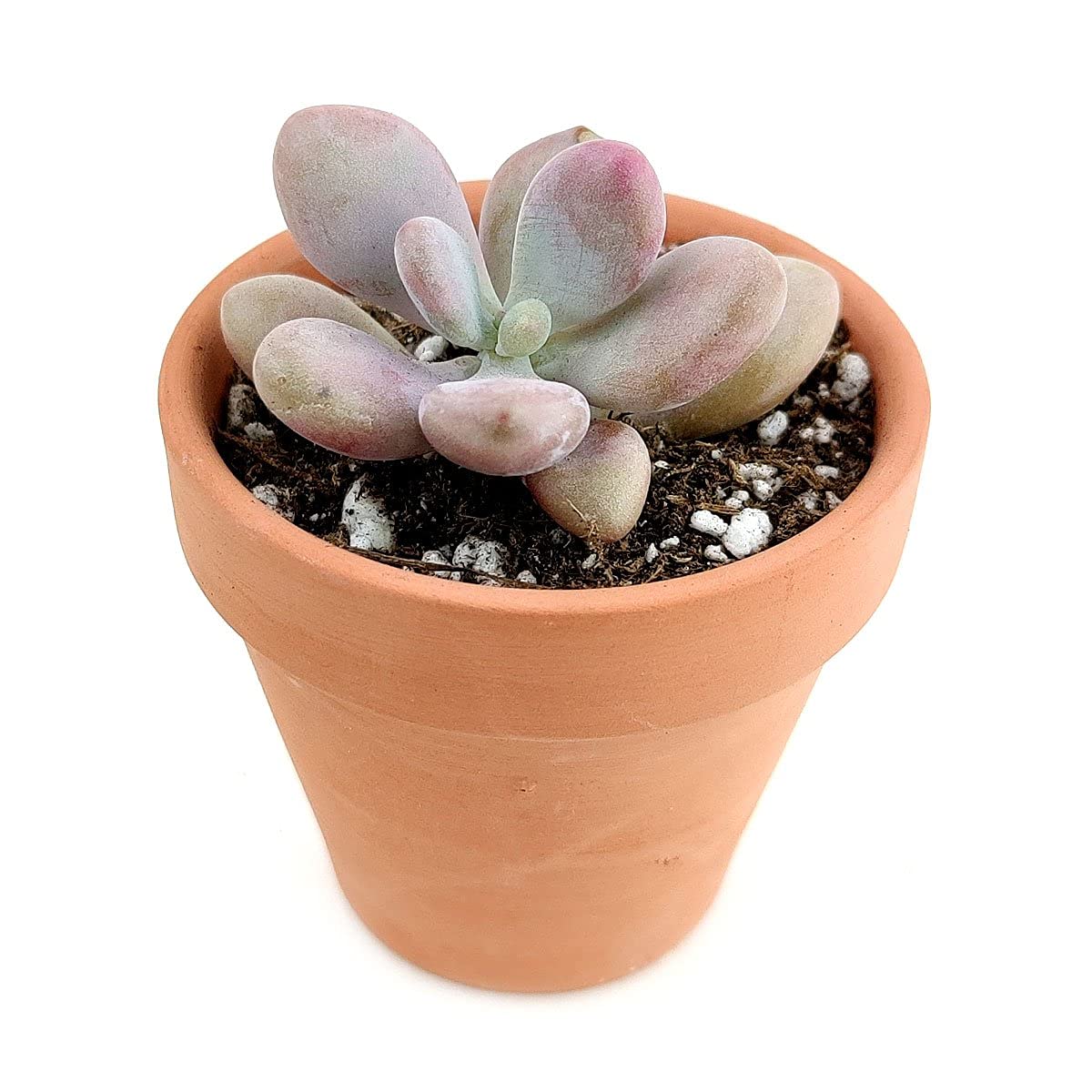 M✧succulent ·͜· ︎︎ᕷ New Arrivals! Add a pop of color and fun to your plant