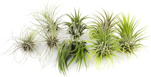 Miniatura 6 de Live Tillandsia - Plantas de aire con fertilizantes para plantas de aire, paquete variado de 12 unidades de tamaños surtidos y especies de plantas