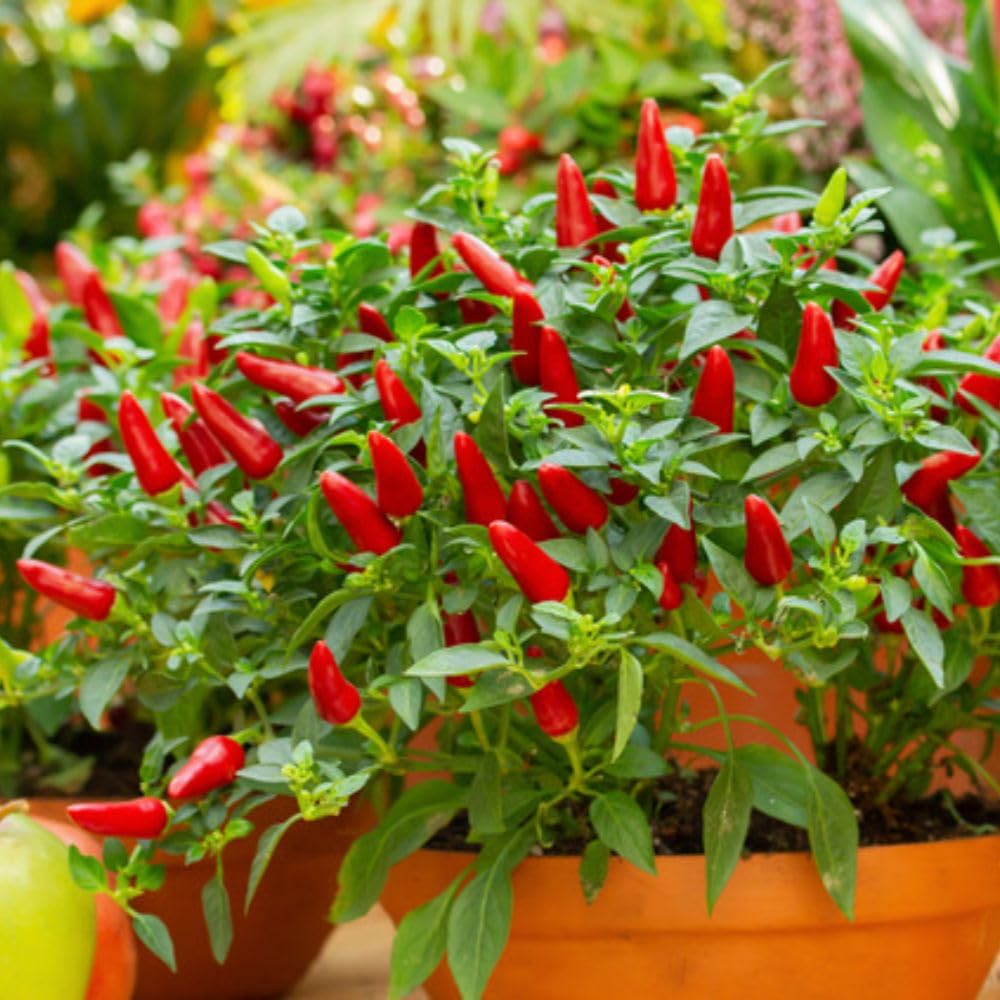 Chilli Pepper ‘Fiery Flames’ 2 x 2 Litre Pot Plants – Extra Hot Compact Chilli Variety – Ornamental & Edible Red Fruits – Ideal for Windowsills, Patios & Greenhouses by Thompson & Morgan