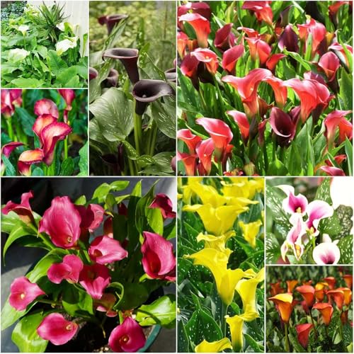 Bulbi di calla - resistenti, balcone, giardino, calla precoce, perenne, resistente, interno, esotico, 5 pezzi