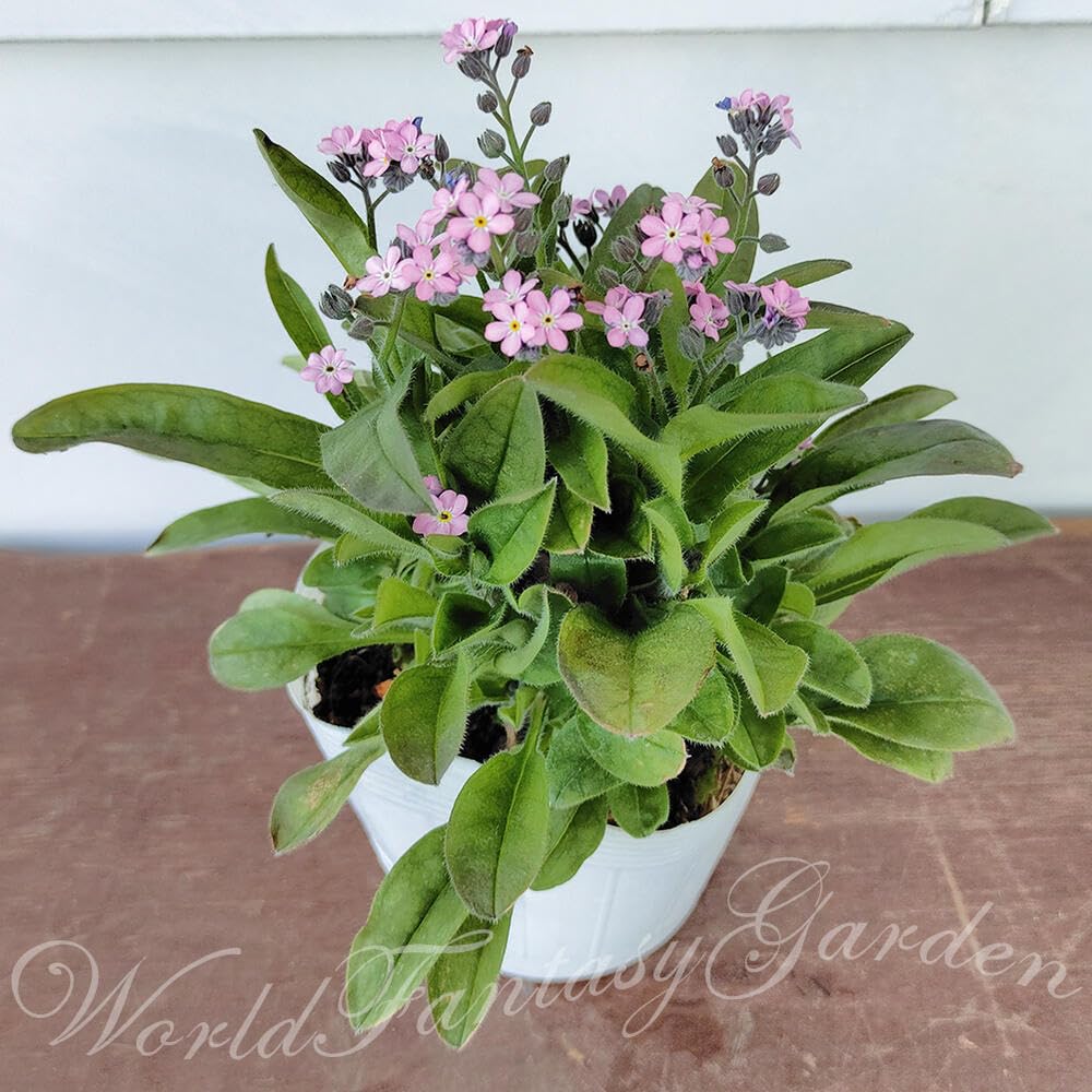 Amazon｜ハッピーガーデン 花苗 わすれな草 ピンク 1鉢 3～3.5号 【お