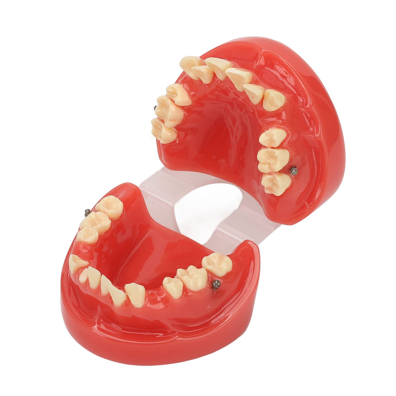 Dental Demonstration Model, Crowded Teeth Display 24 Teeth Typodonts Resin Model for Dental Hospital for Student