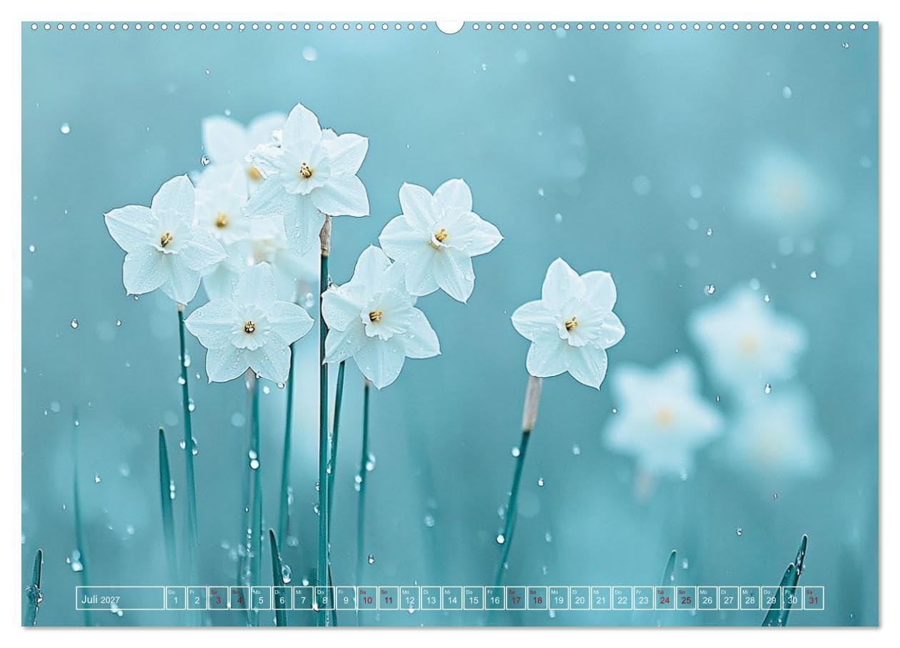 Lichtspiele der Natur (hochwertiger Premium Wandkalender 2027 DIN A2 quer), Kunstdruck in Hochglanz: Blätter, Blüten, Gräser, Natur, Stimmung und Naturästhetik (CALVENDO Natur)