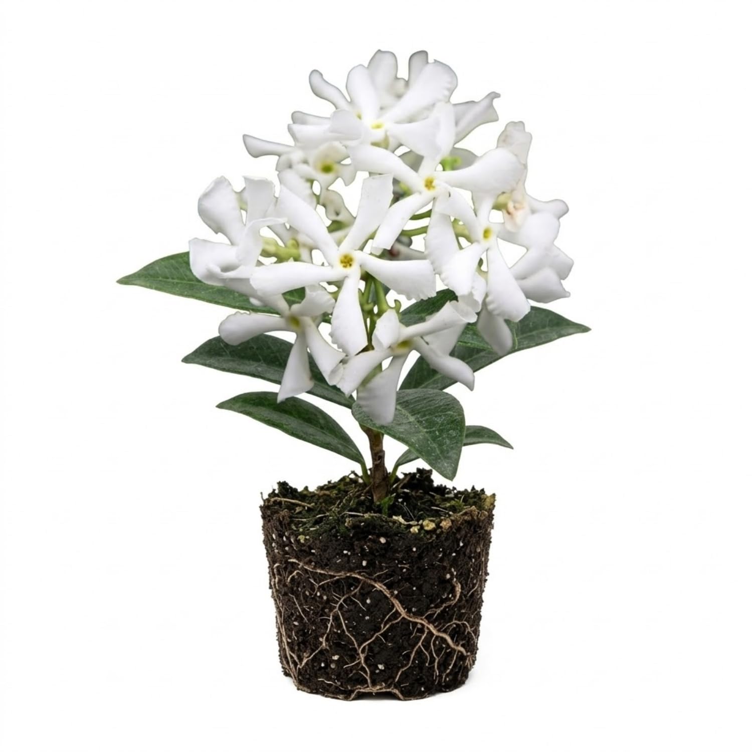 AKTRD Jasmine Plant
