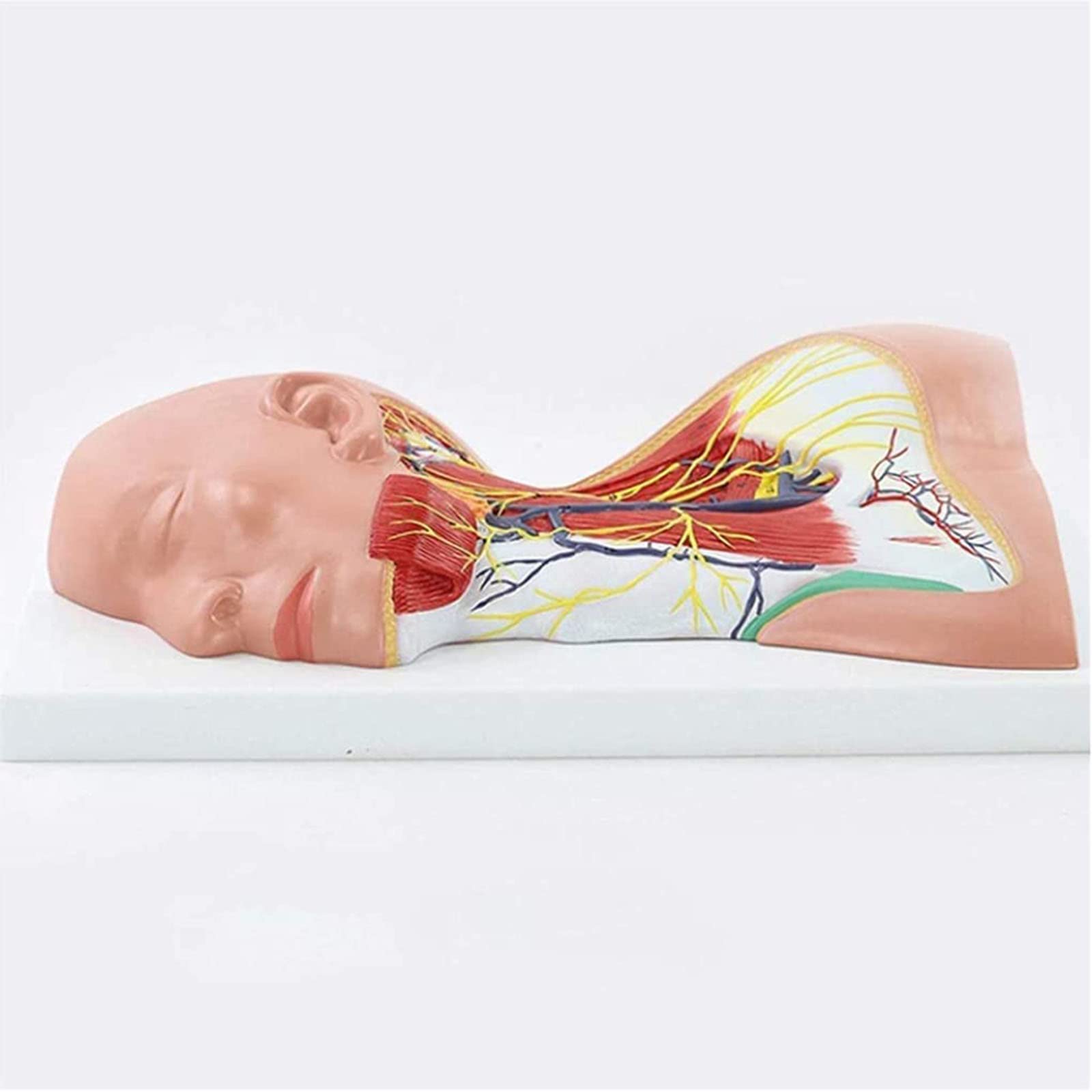 GTHTUHFD Educational Medical Model Human Neck Skull Ficial Vascular Neuromuscular Skin Medical Anatomy Model For Teaching Tool