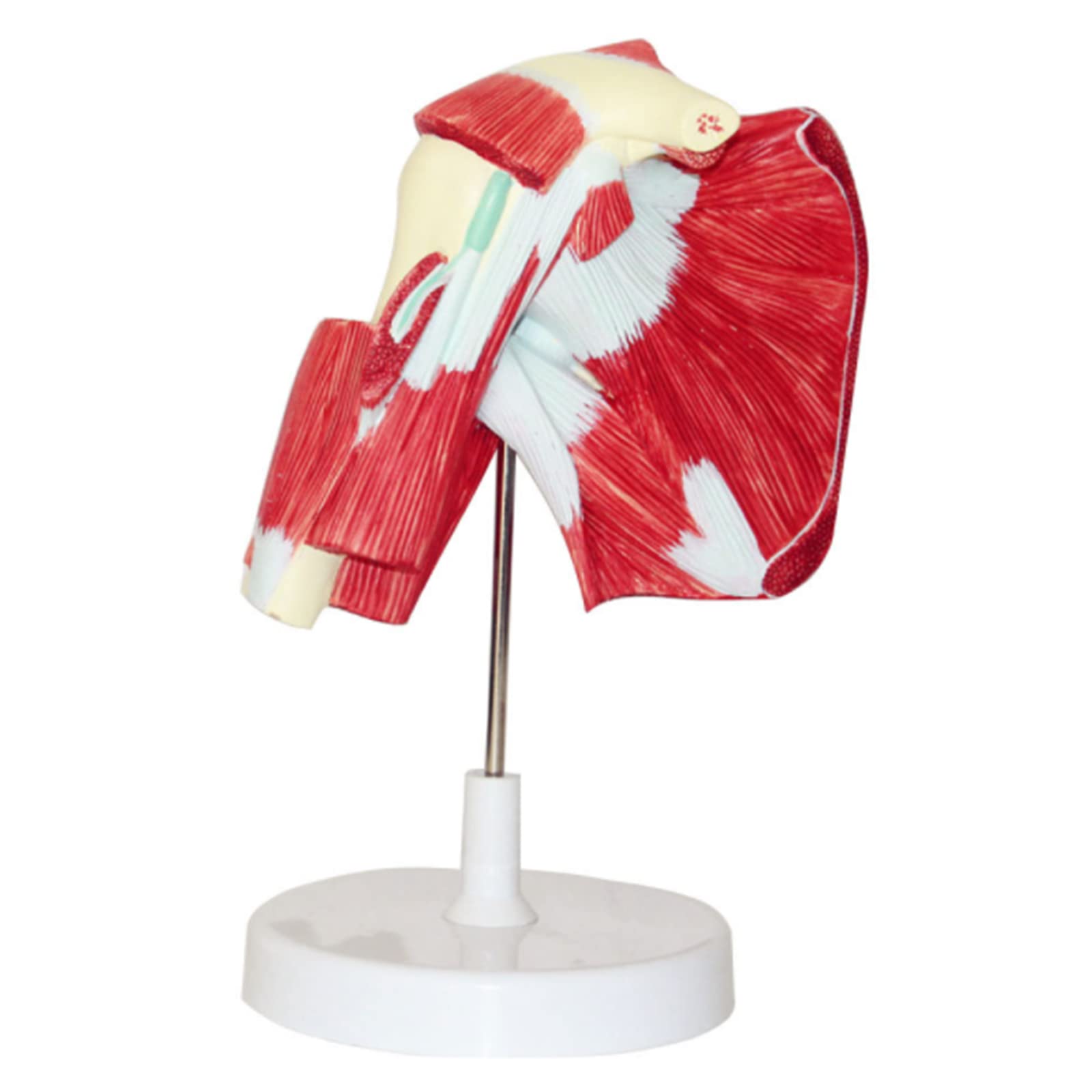 Anatomy Shoulder Model Shoulder Joint Model W/Muscle Insertions ...