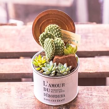 ෆ˚*感謝セールෆ˚* ドライアイス 1苗 抜き苗 寄せ植え 多肉植物 ෆ˚*感謝セールෆ˚* ドライアイス 1苗 抜き苗 寄せ植え