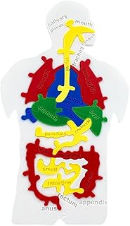 Comprar del Cuerpo Humano,Maqueta De Órganos Internos con Forma De Puzzle | Juguete Educativo De Anatomía para Niños Y Estudiantes