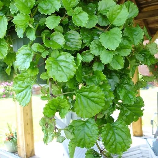 Lot of 6 Green Swedish Ivy Starter Plants