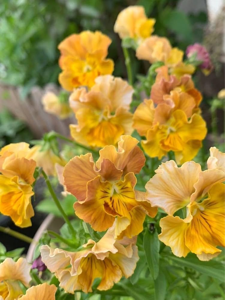 ビオラ　シェルブリエ　苗 Chocolat's Garden パンビオ 2023-2024①｜🍀GreenSnap