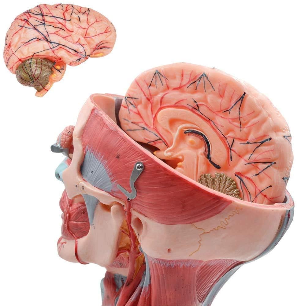 Anatomiczne modele naturalnej wielkości, ludzka czaszka, mózg, mięśnie szyi, układ naczyniowy, narzędzia do nauczania medycznego, zasoby edukacyjne dla anatomii i nauk o zdrowiu