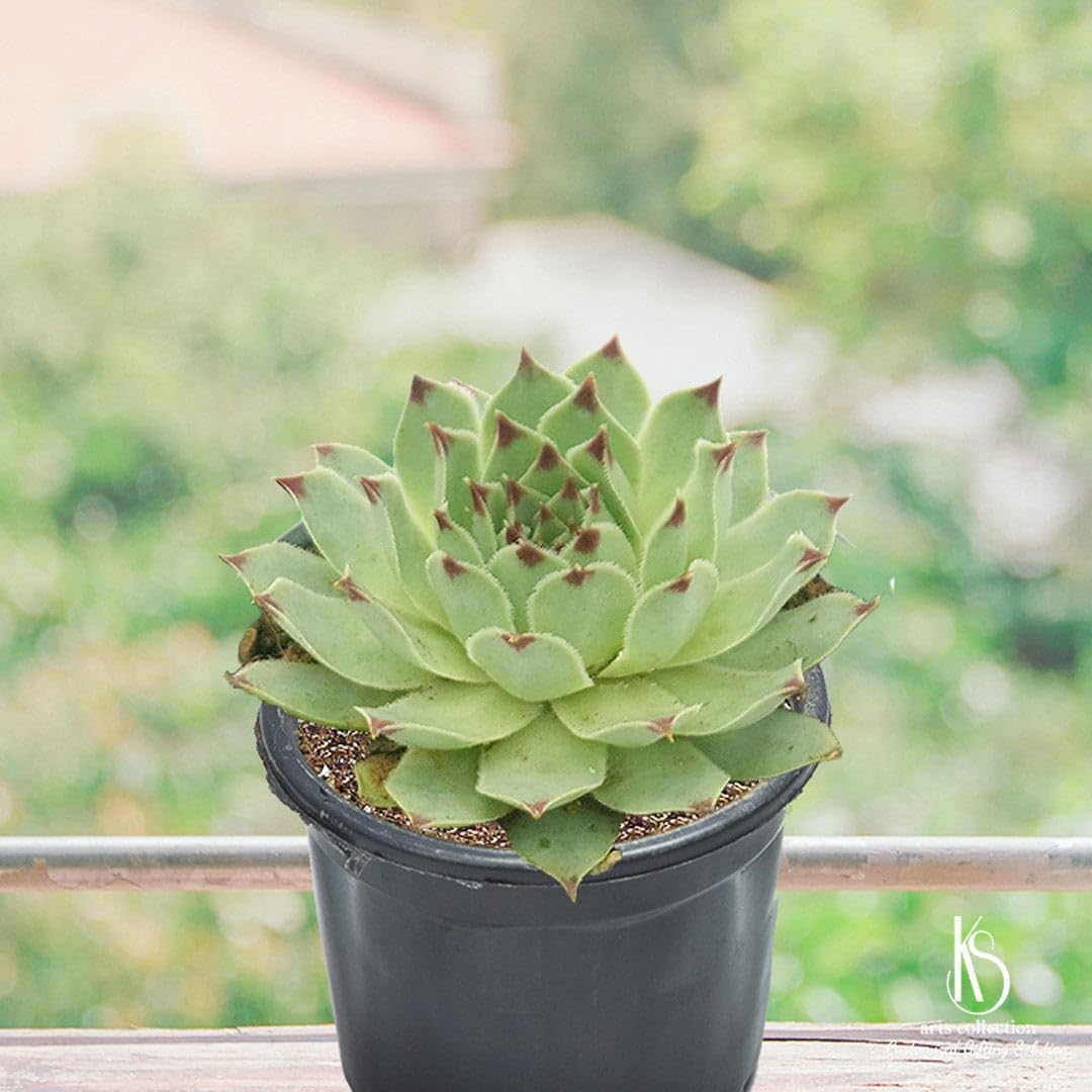Laxmi Kamal Succulent - Good Luck Plant -4