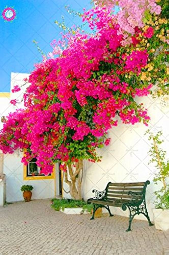 Bougainvillea Bonsai – Echte Drillingsblume Im Keramiktopf | 30–40 Cm | Winterharte Balkonpflanze