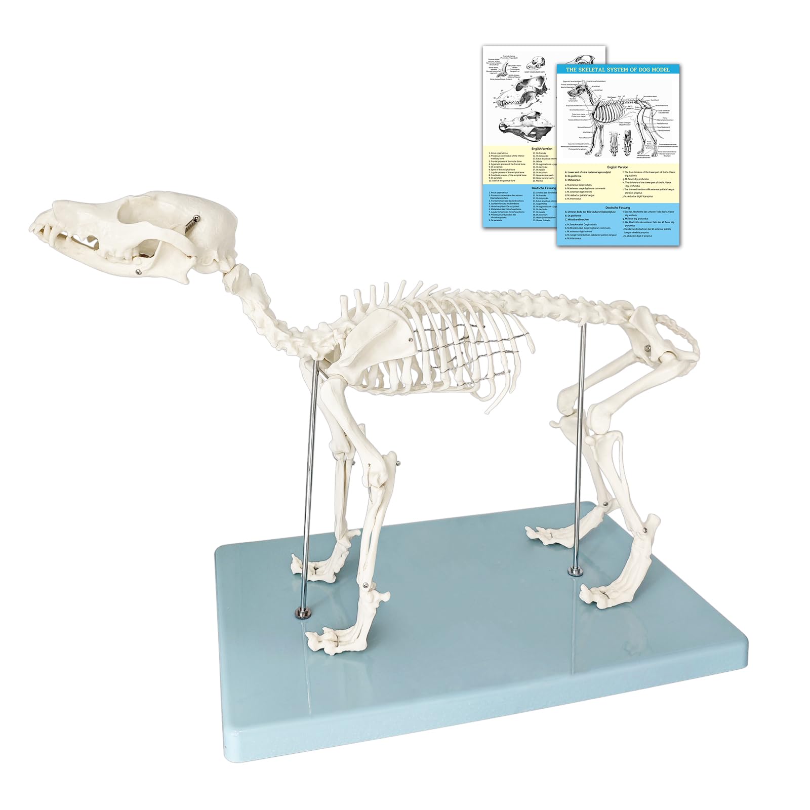 Hundeskelett Modell, Kleines Hunde Skelett Anatomie Modell Mit Sockel, Modell Tieranatomie Lehre, Natürliche Größe, Abnehmbare (Hunde Skelett)