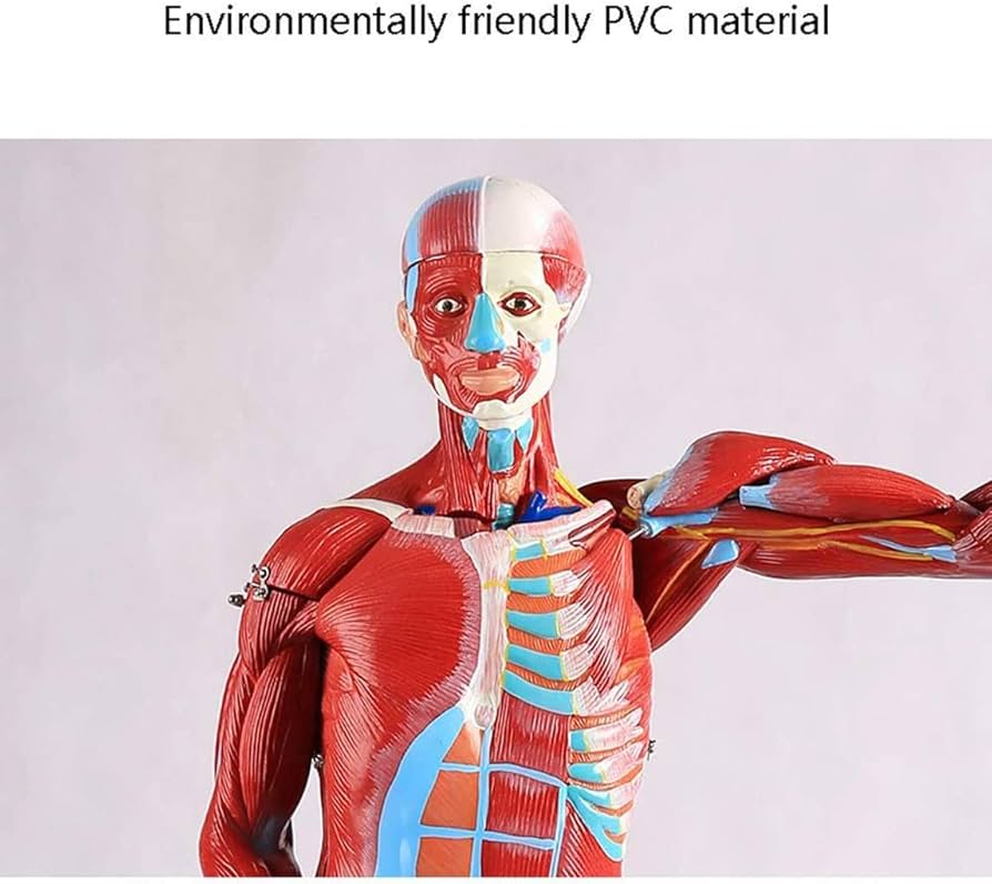 人体模型 約180cm 詳細な筋肉構造 61qKfX9etBL._UF350,350_QL50_.jpg
