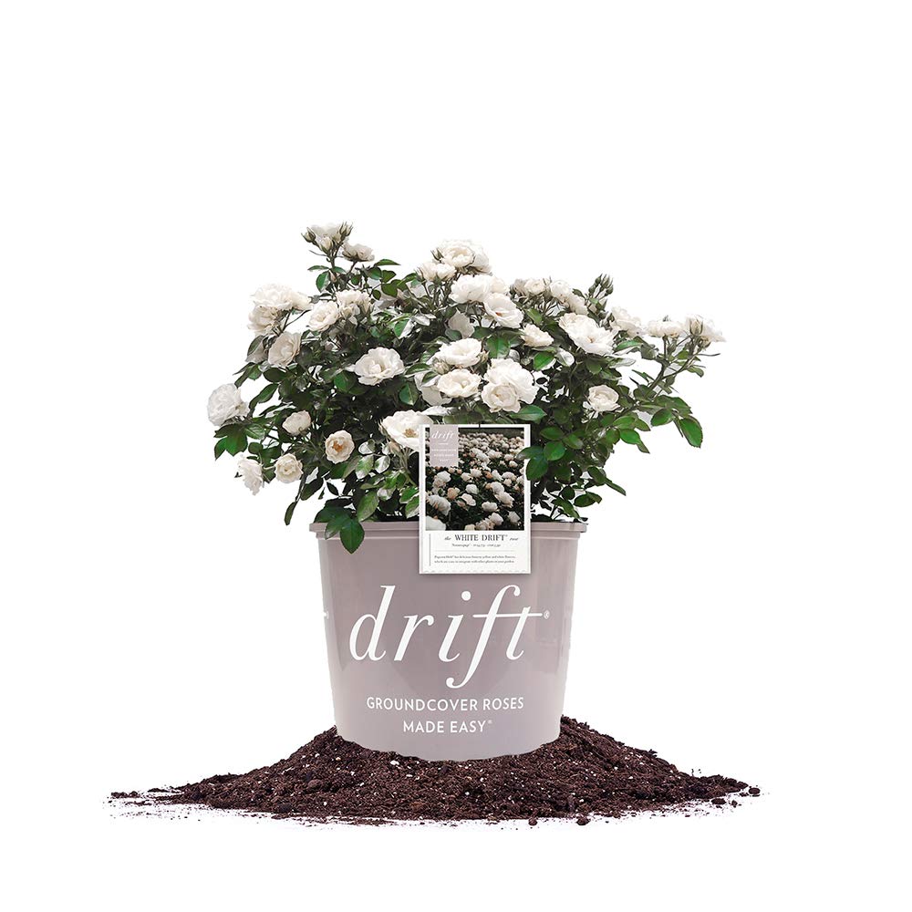White Drift 3 Gallon