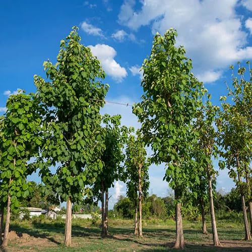 100Pcs Green Teak Tree Seeds