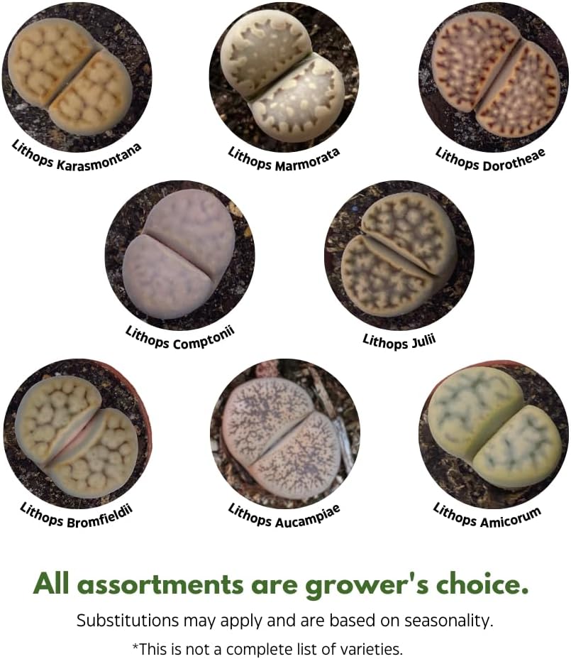 BubbleBlooms Lithops Assortment Living Stones Succulent 2 inch Set of 6