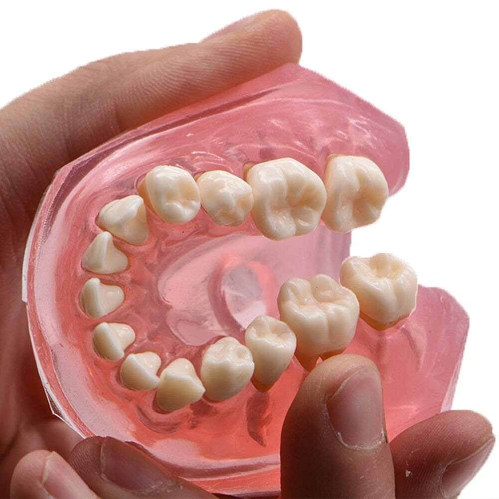 Modello didattico, Modello di Studio per impianti dentali, Modello Standard con Denti Rimovibili, Strumento di Studio didattico per Studenti di odontoiatria, pa