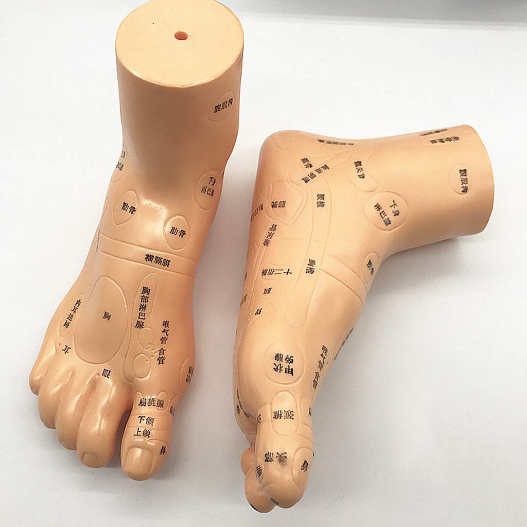 Modèle d'acupuncture de 19 cm de Pieds - Modèle d'acupuncture de Pied Humain 1 Paire avec Lettrage HD Points d'acupuncture marqués - pour l'apprentissage du Point de Pression et des méridiens