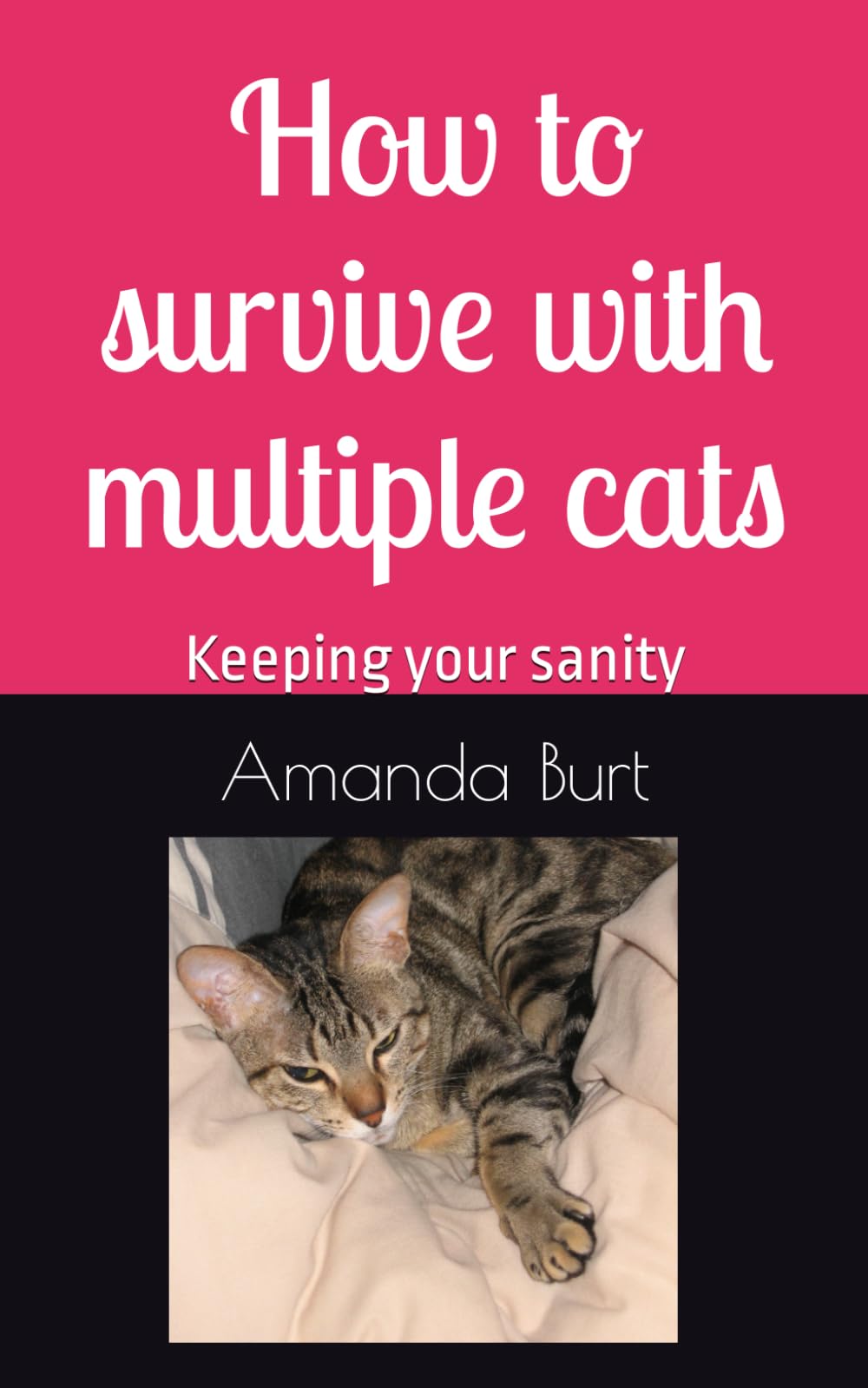 How to survive with multiple cats: Keeping your sanity